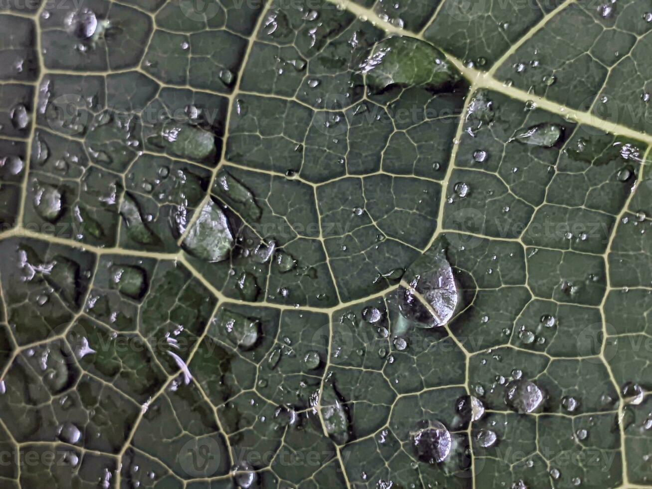 A close-up of a green leaf with water droplets on it. photo