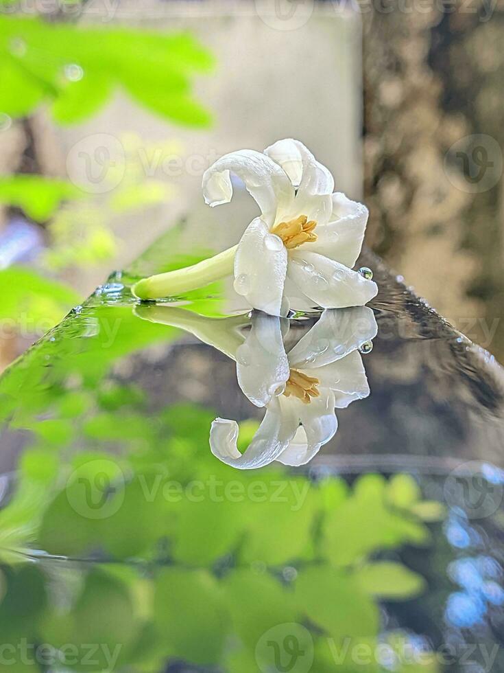 a white flower is reflected in a puddle of water photo