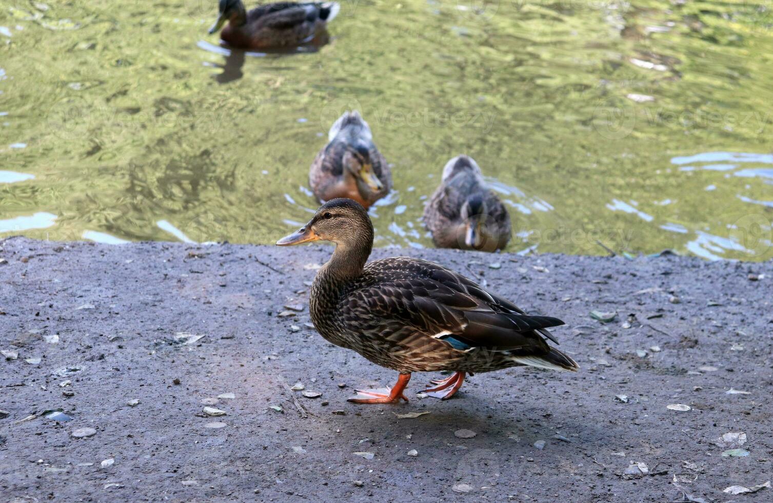A wild mallard duck walks along the bank in the foreground, in the background other ducks swim in the river on a summer evening. Horizontal photo, close-up photo