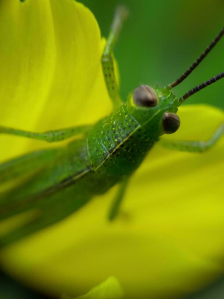 A bright green grasshopper on an flower photo