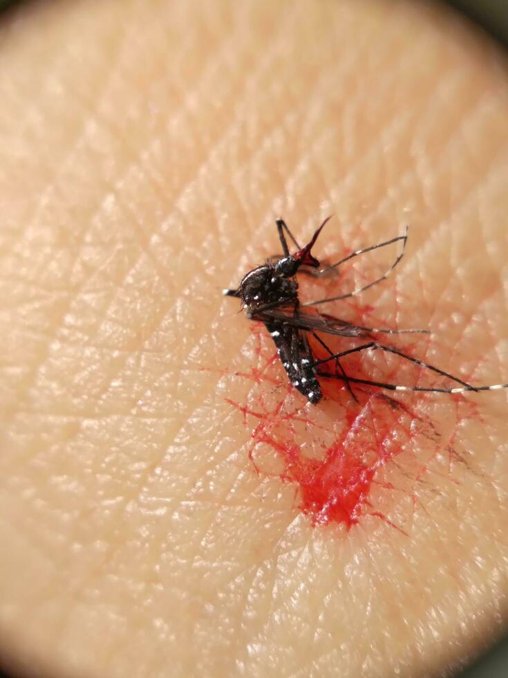 Mosquito sucking blood and die photo