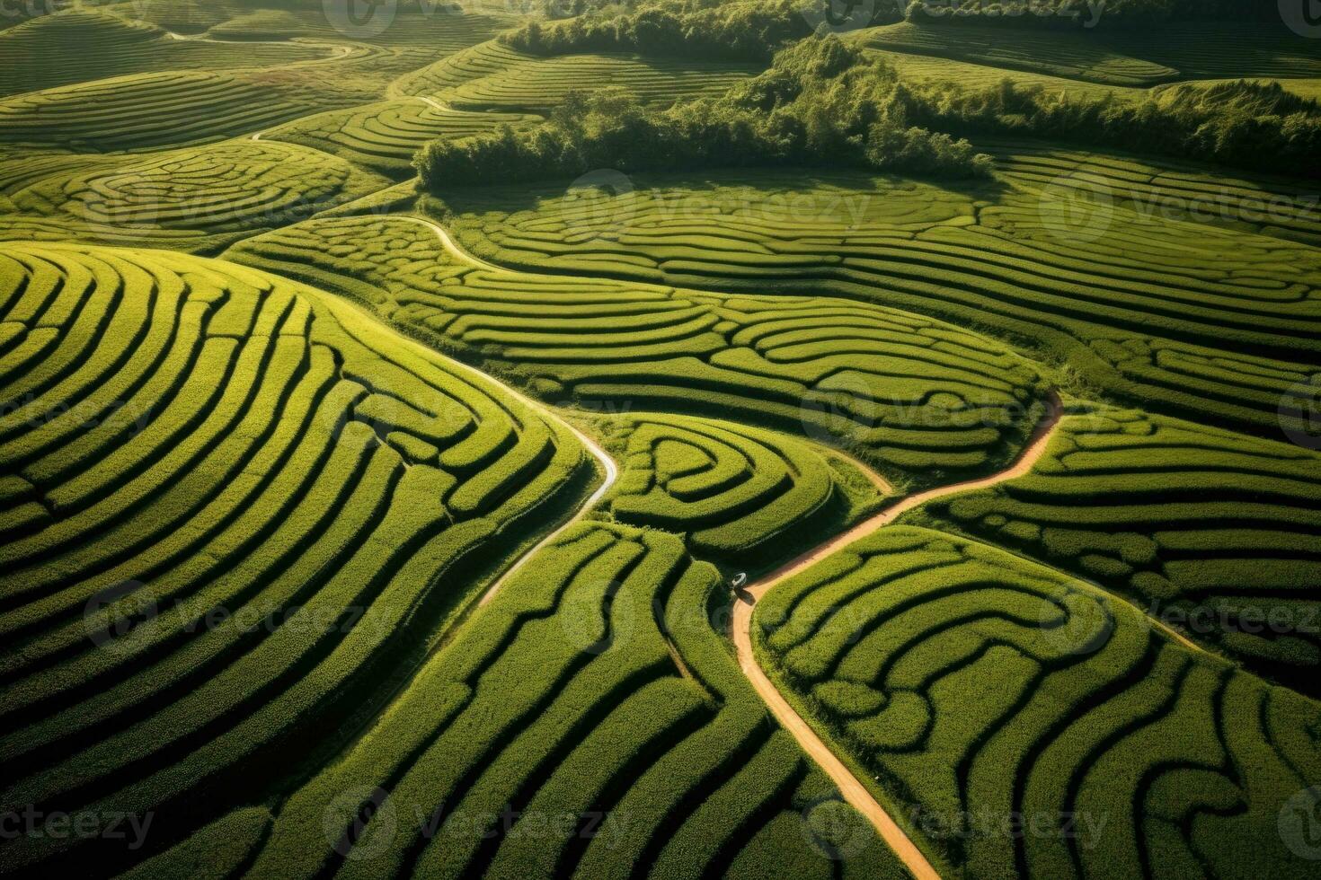 Tea field plantation background. photo shot from a drone to fields and hills with tea or rice
