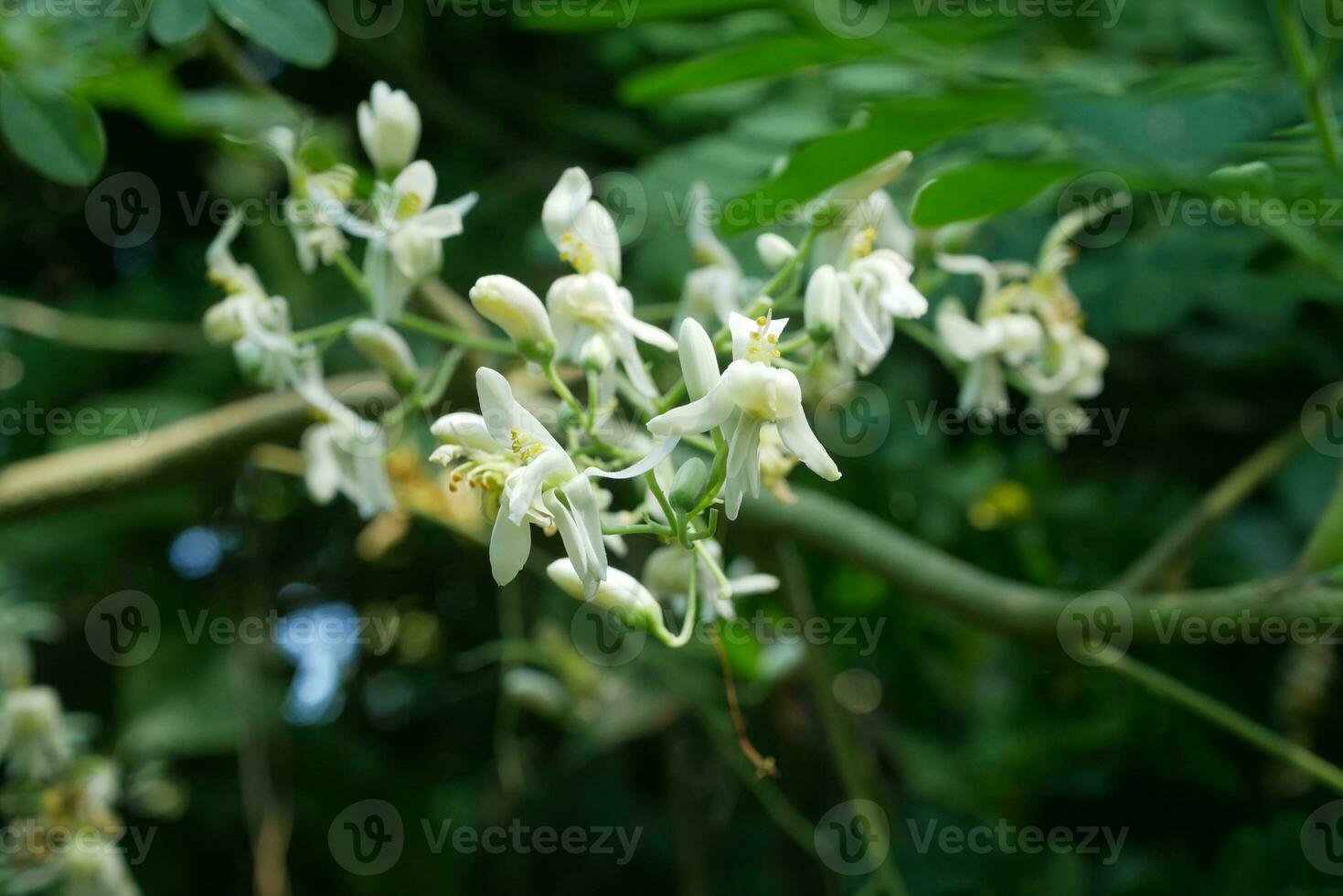 Moringa flowers on its tree  in nature background.Selective focus. photo