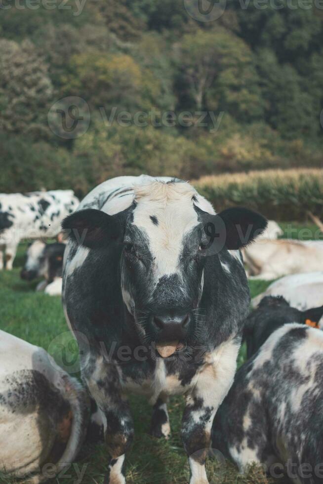 retrato de un Doméstico negro y blanco vaca pasto en un campo en el flandes región, Bélgica foto