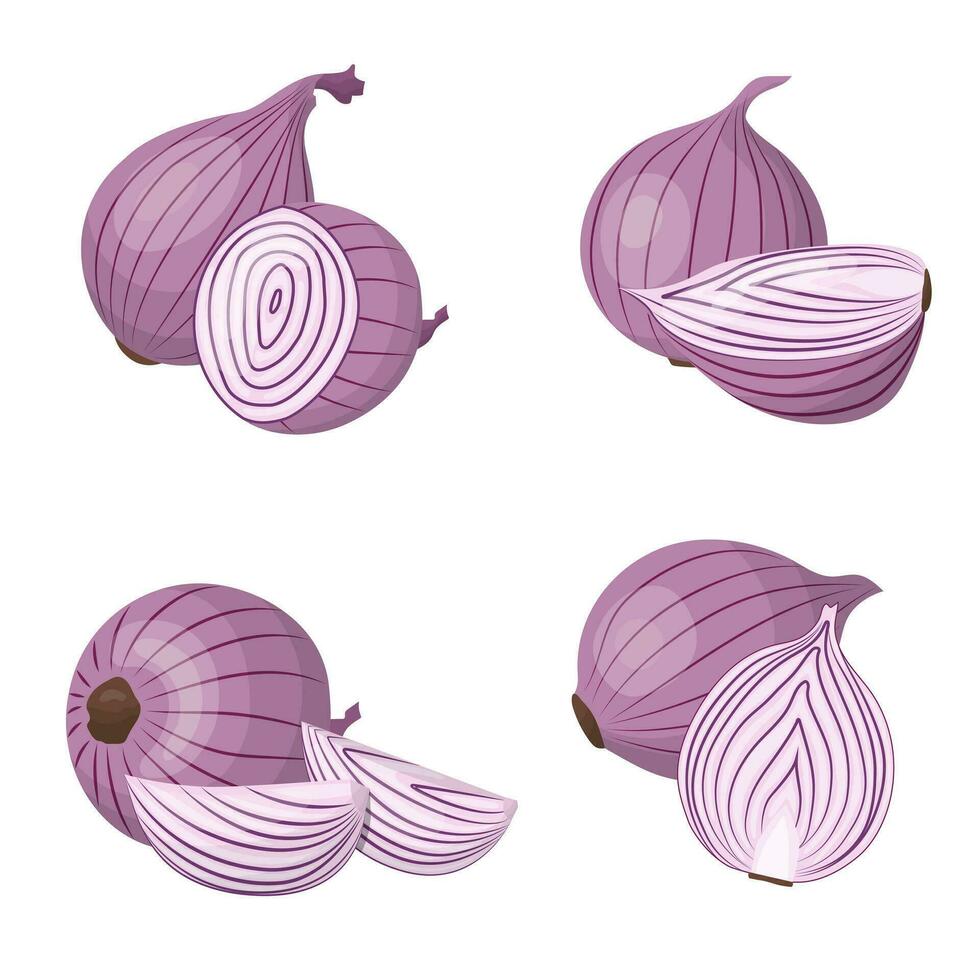 A set of red onions. The onion is cut in half and slices. Isolated vector illustration