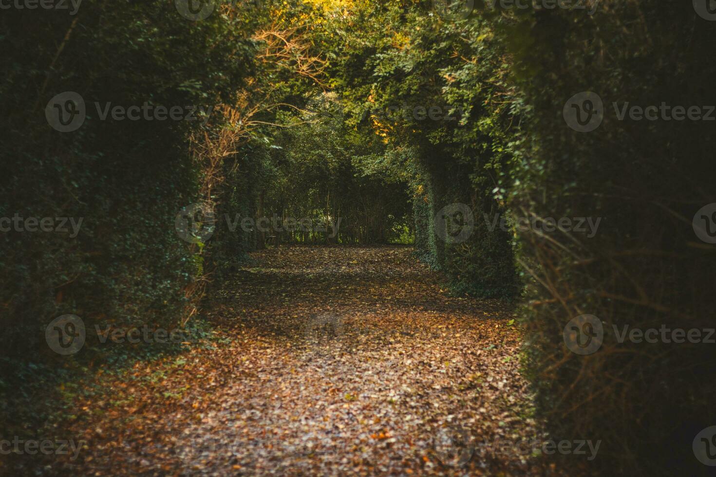 Yellow-orange colors on leaves around a footpath in a park in the northeast of Ghent, Belgium at sunset. Autumn season during November photo