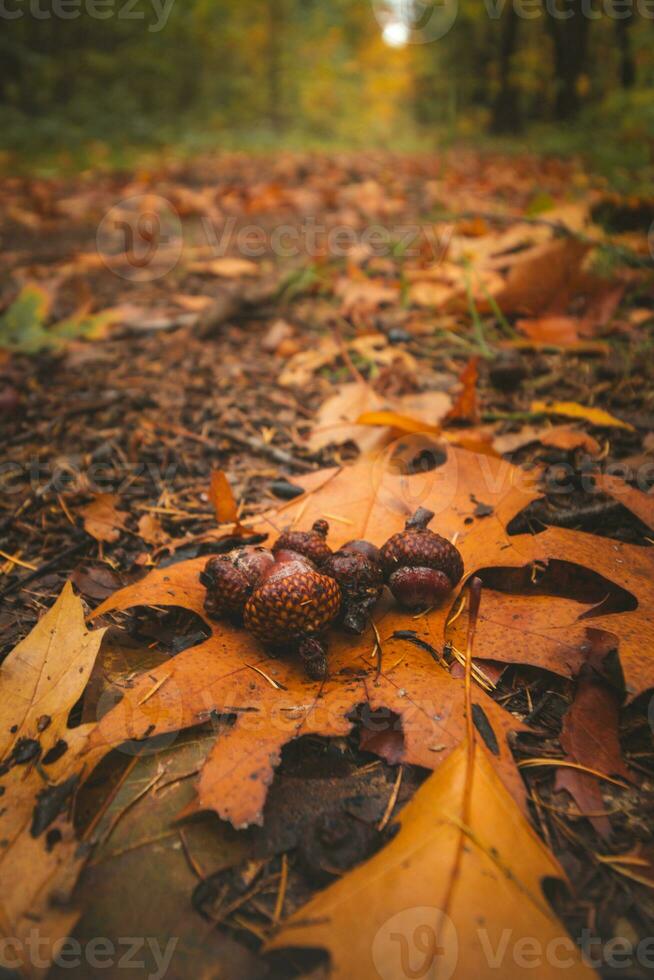 Colourful autumn forest in Hoge Kempen National Park, eastern Belgium during sunset. A walk through the wilderness in the Flanders region in November photo