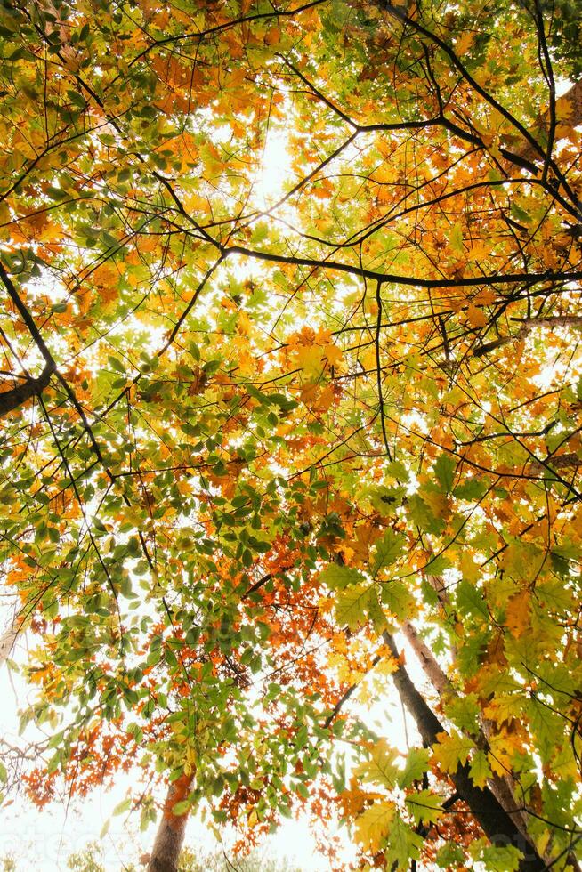 Colourful autumn forest in Hoge Kempen National Park, eastern Belgium during sunset. A walk through the wilderness in the Flanders region in November photo