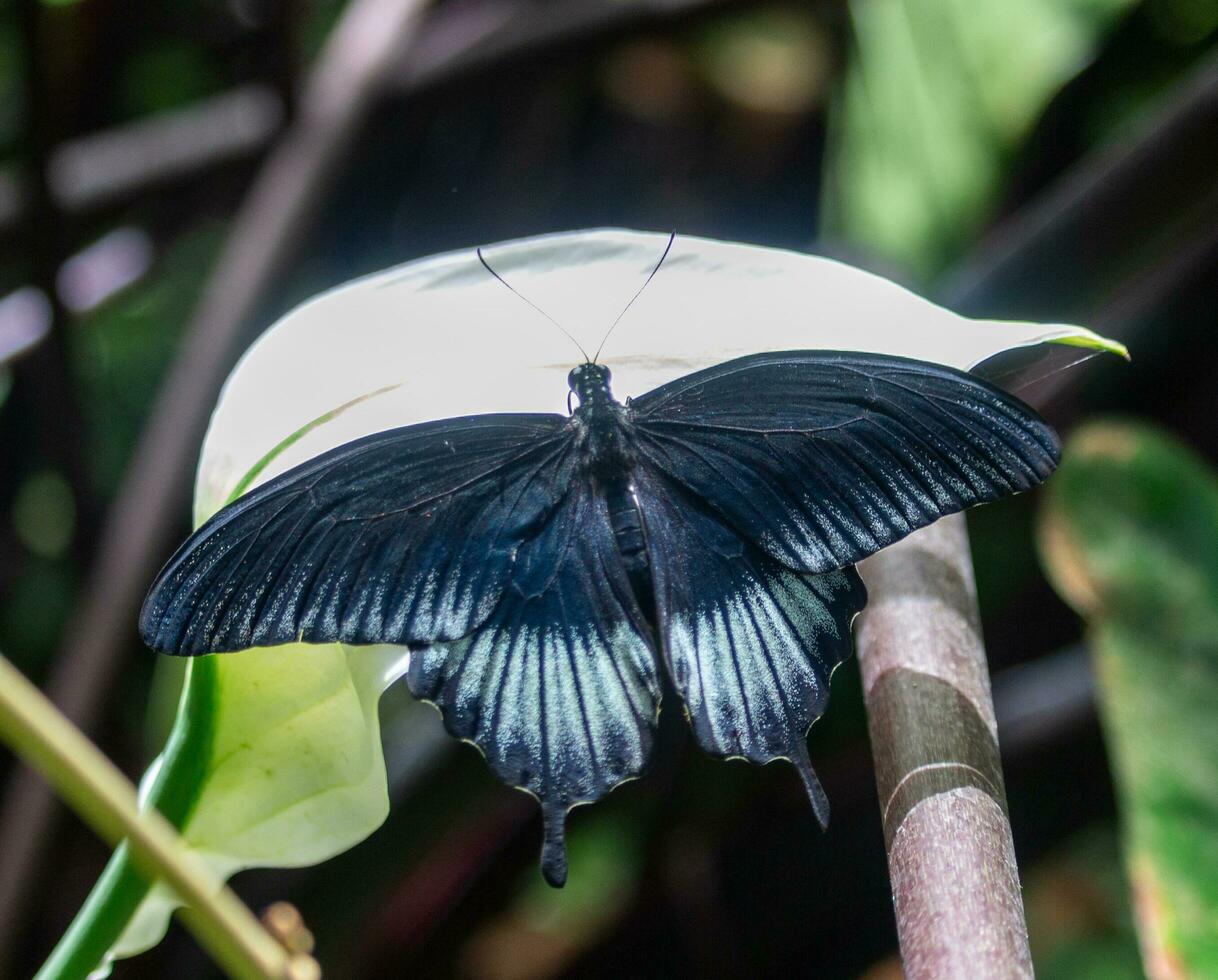 mariposa alimentándose de una flor foto