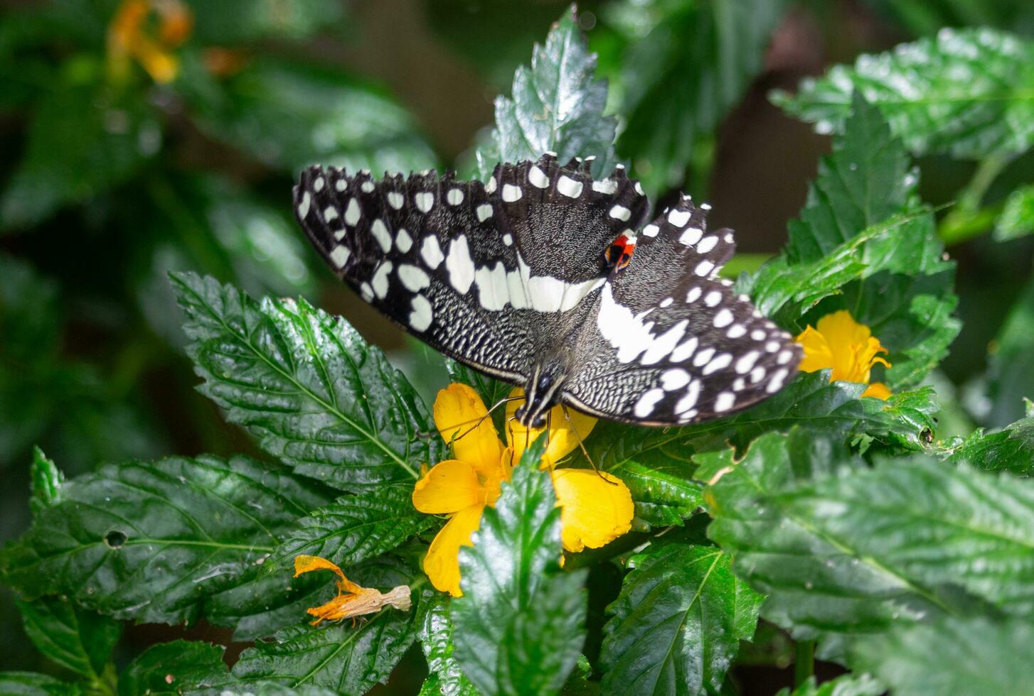 mariposa alimentándose de una flor foto