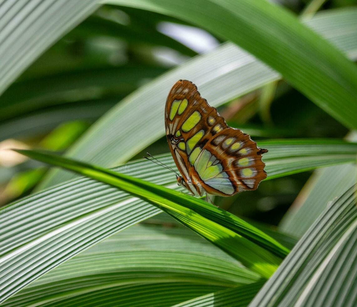 butterfly sitting on a leaf photo