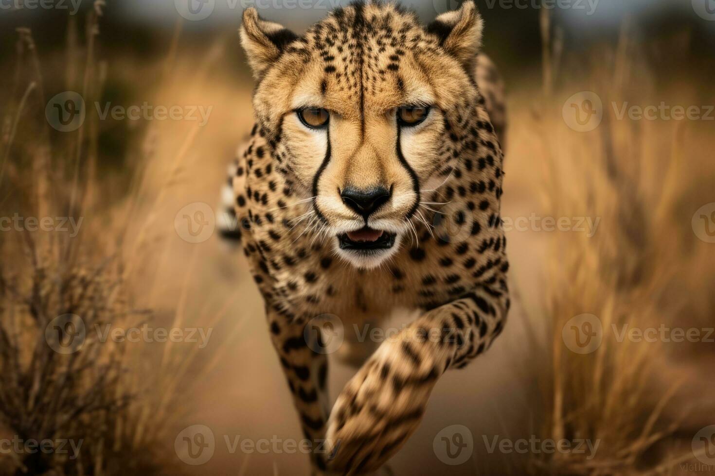 AI Generated Cat nature wildlife cheetah hunter mammal predator wild carnivore grass outdoors animal photo