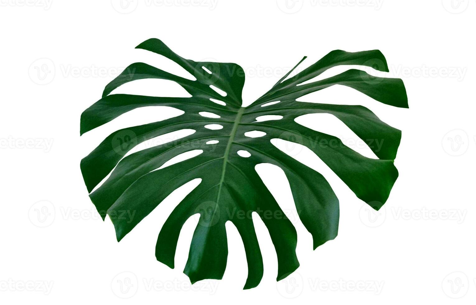 Monstera Leaf, Tropical Botanical Plant in Stylish Decorative Design Isolated on Empty Background photo