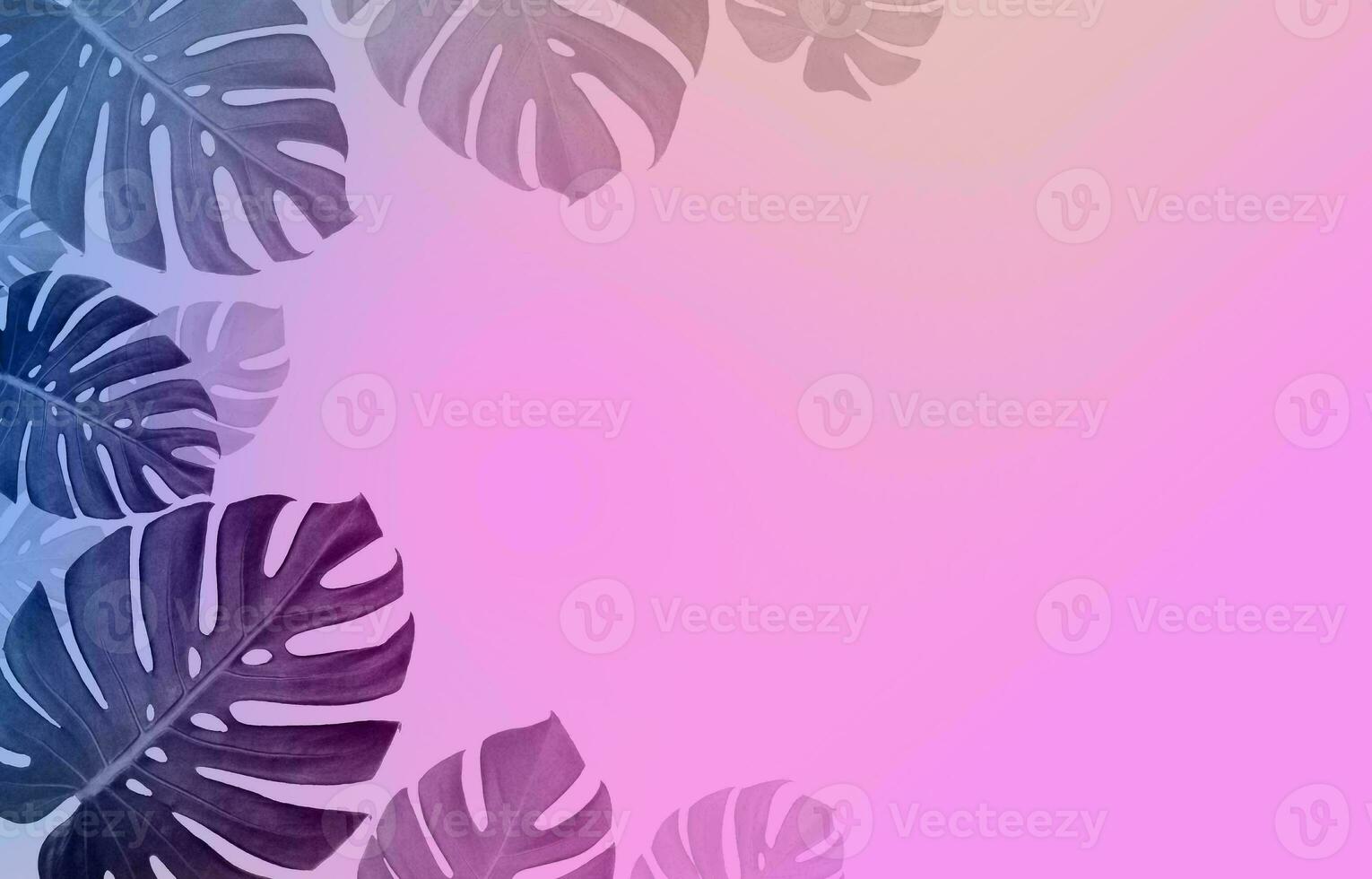 Monstera Leaf, Tropical Botanical Plant in Stylish Decorative Design Isolated on Empty Background photo