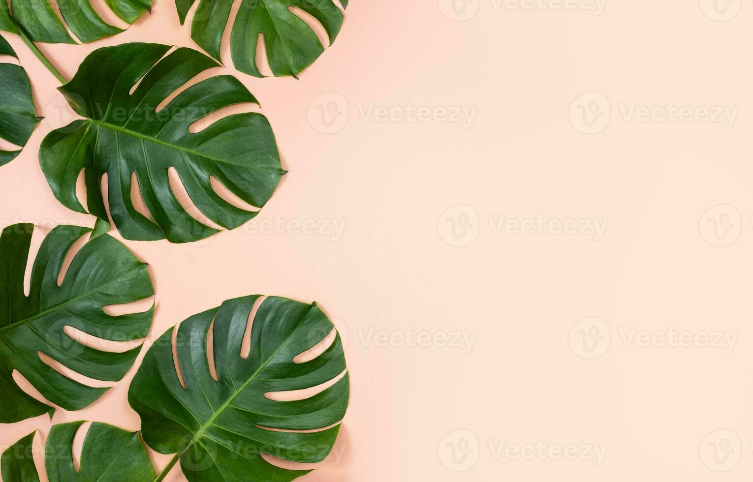 Monstera Leaf, Tropical Botanical Plant in Stylish Decorative Design Isolated on Empty Background photo