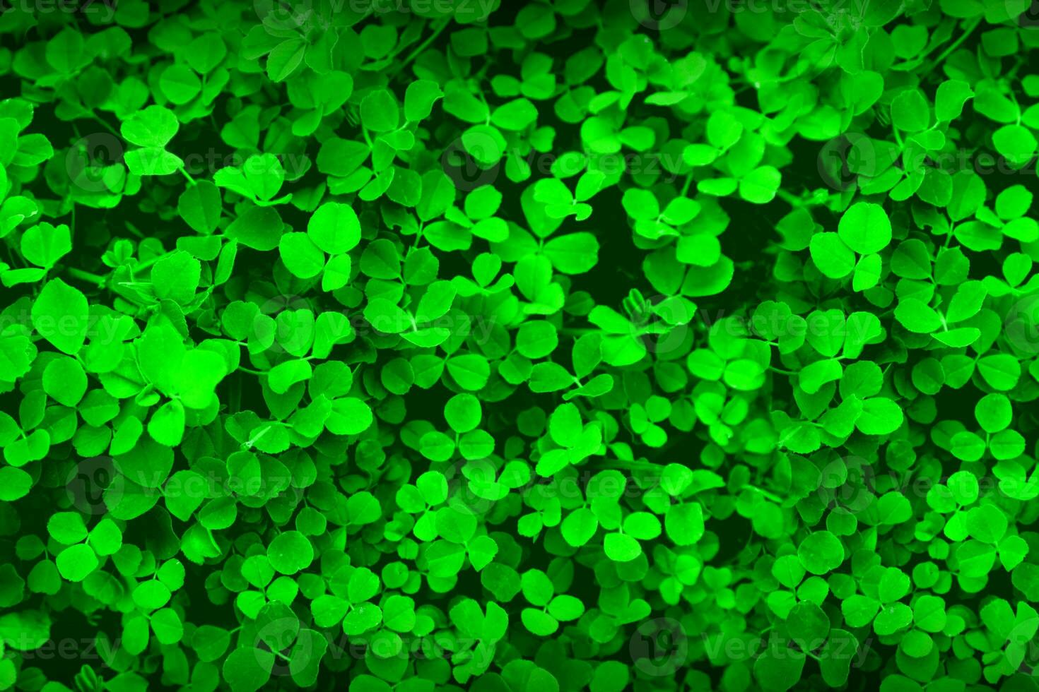 St. Patrick's Day Celebration, Festive Irish Holiday with Green Background, Concept of Shamrock Tradition in March Festival photo