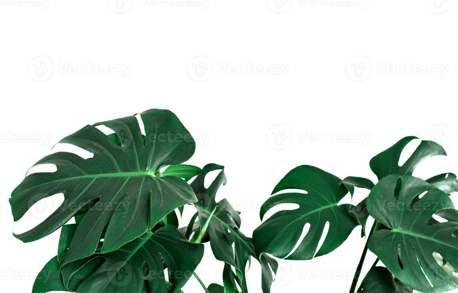 Monstera Leaf, Tropical Botanical Plant in Stylish Decorative Design Isolated on Empty Background photo