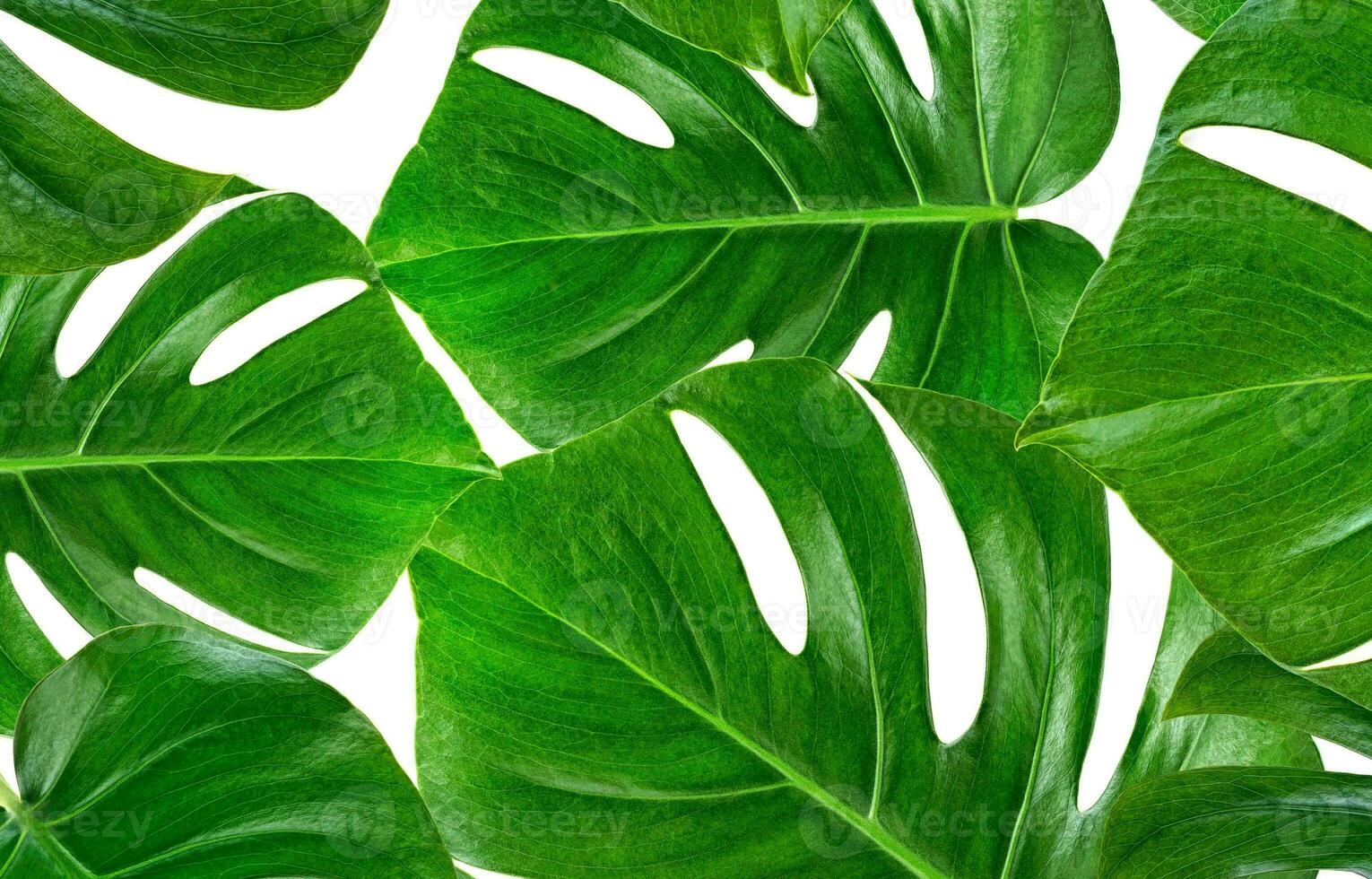 Monstera Leaf, Tropical Botanical Plant in Stylish Decorative Design Isolated on Empty Background photo