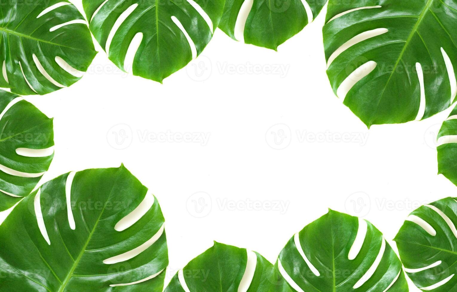 Monstera Leaf, Tropical Botanical Plant in Stylish Decorative Design Isolated on Empty Background photo