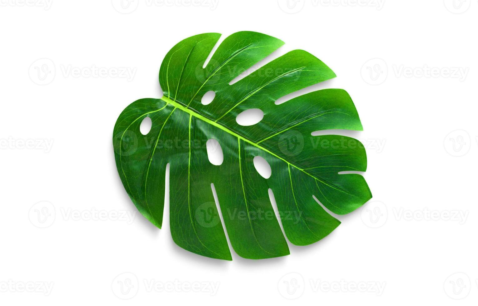 Monstera Leaf, Tropical Botanical Plant in Stylish Decorative Design Isolated on Empty Background photo