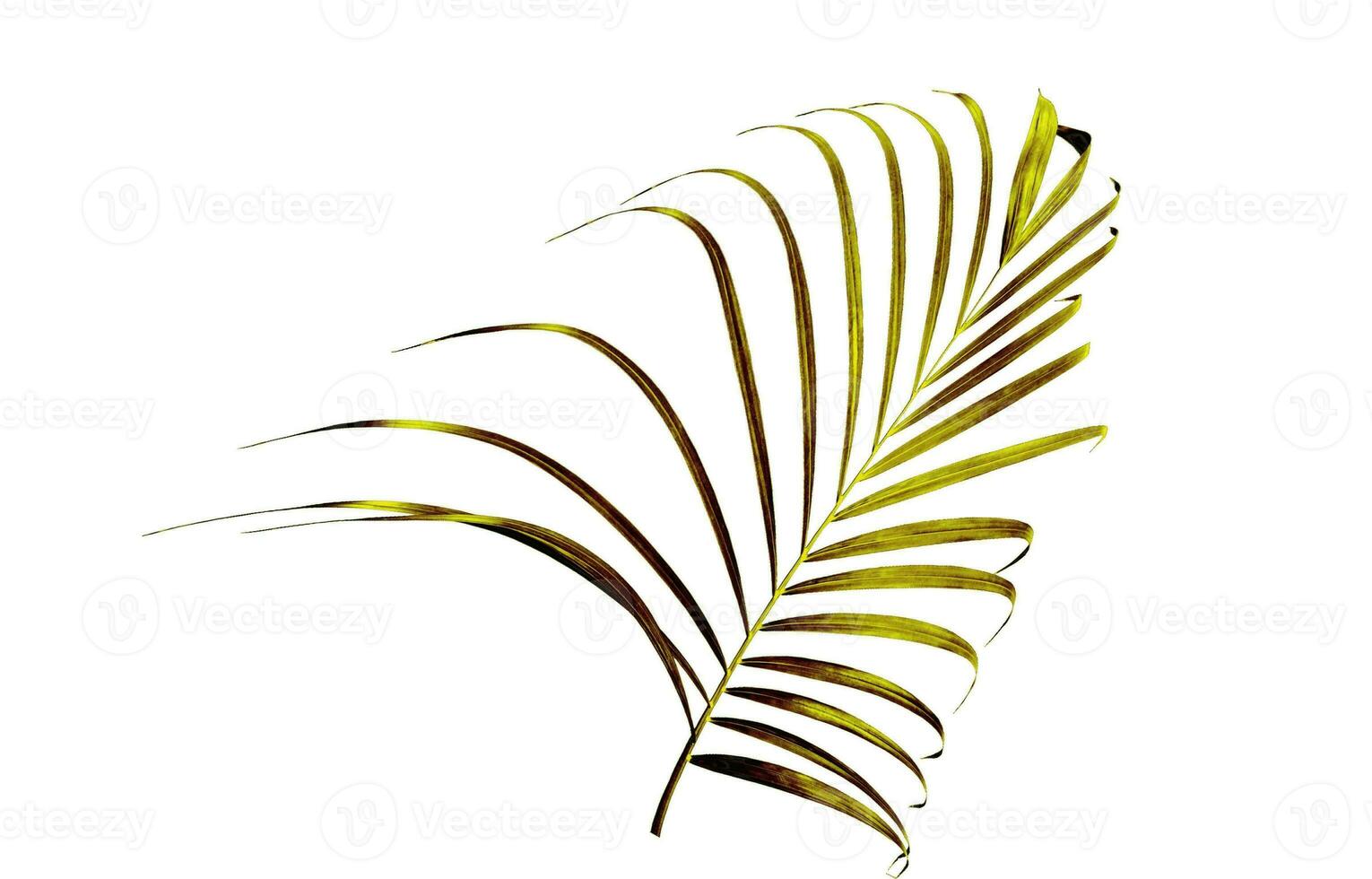 Monstera Leaf, Tropical Botanical Plant in Stylish Decorative Design Isolated on Empty Background photo