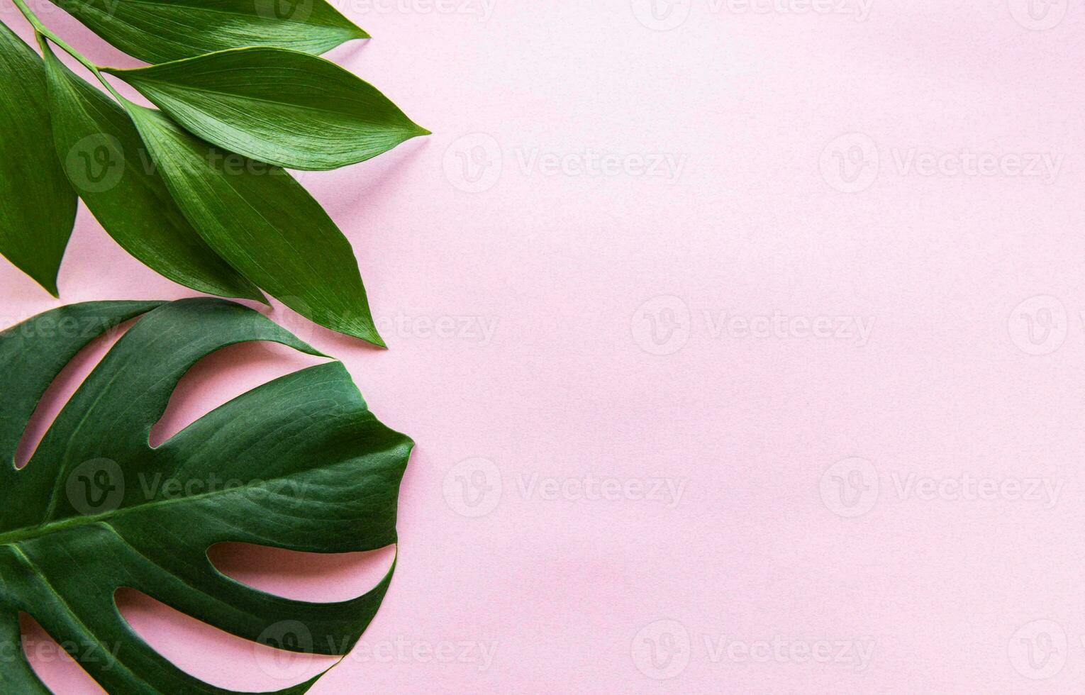 Monstera Leaf, Tropical Botanical Plant in Stylish Decorative Design Isolated on Empty Background photo