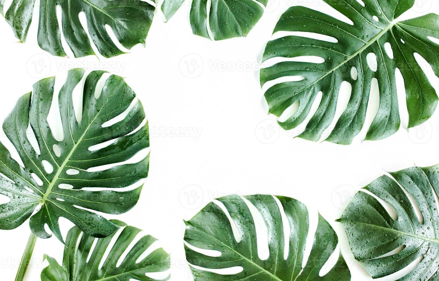 Monstera Leaf, Tropical Botanical Plant in Stylish Decorative Design Isolated on Empty Background photo