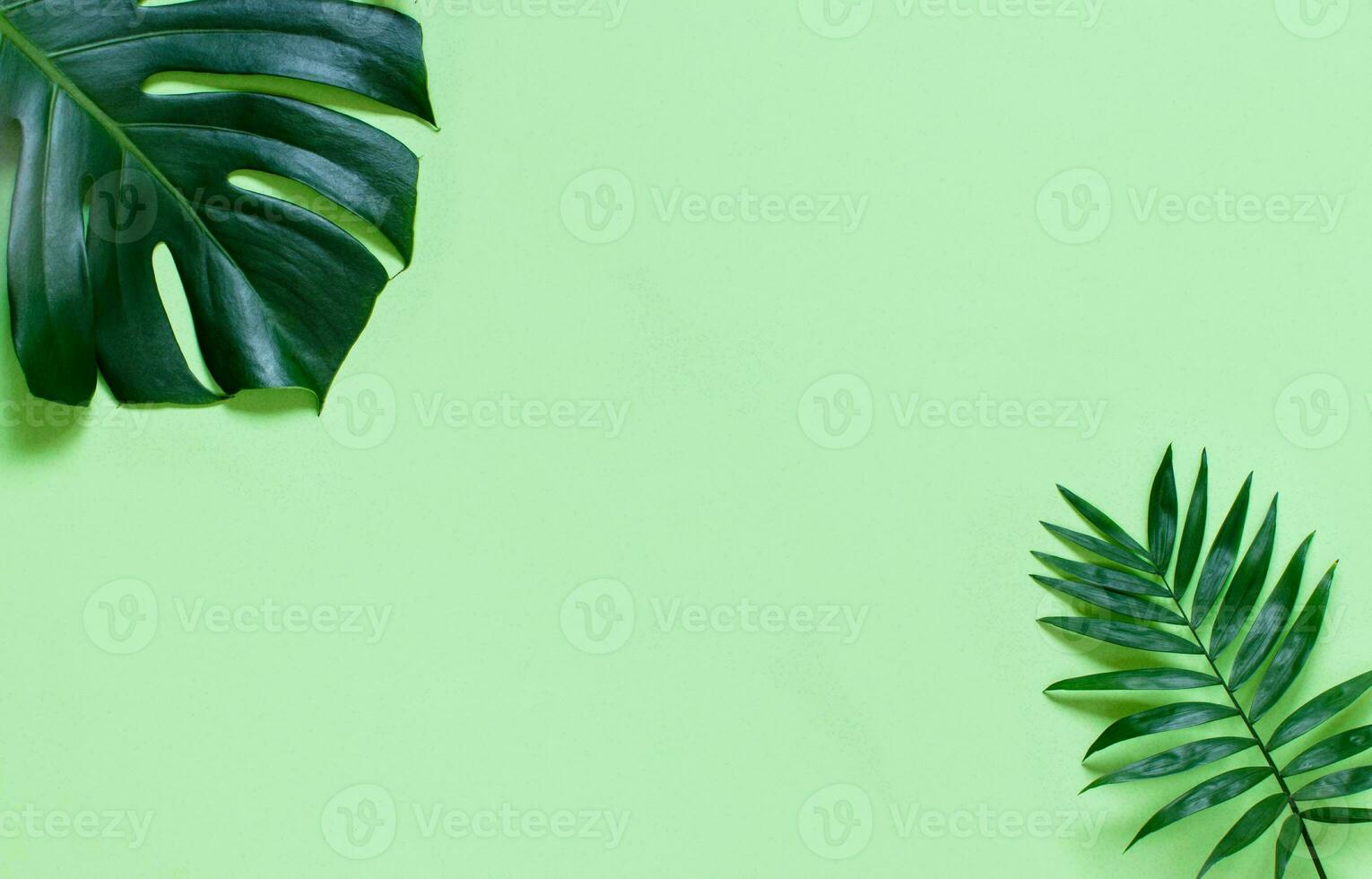 Monstera Leaf, Tropical Botanical Plant in Stylish Decorative Design Isolated on Empty Background photo