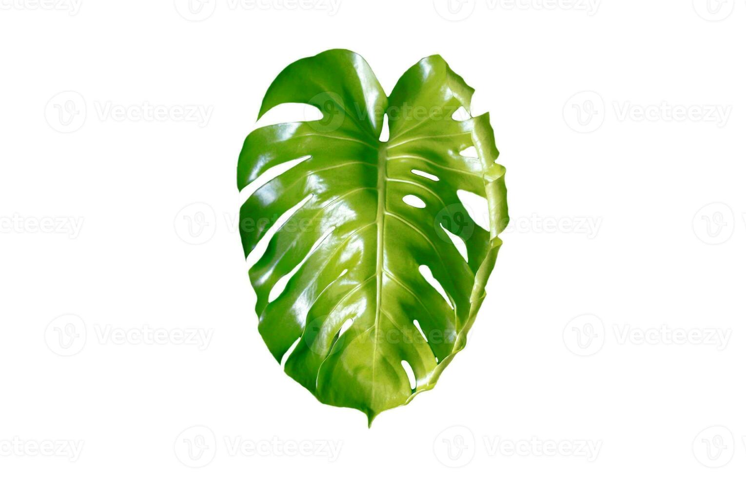 Monstera Leaf, Tropical Botanical Plant in Stylish Decorative Design Isolated on Empty Background photo