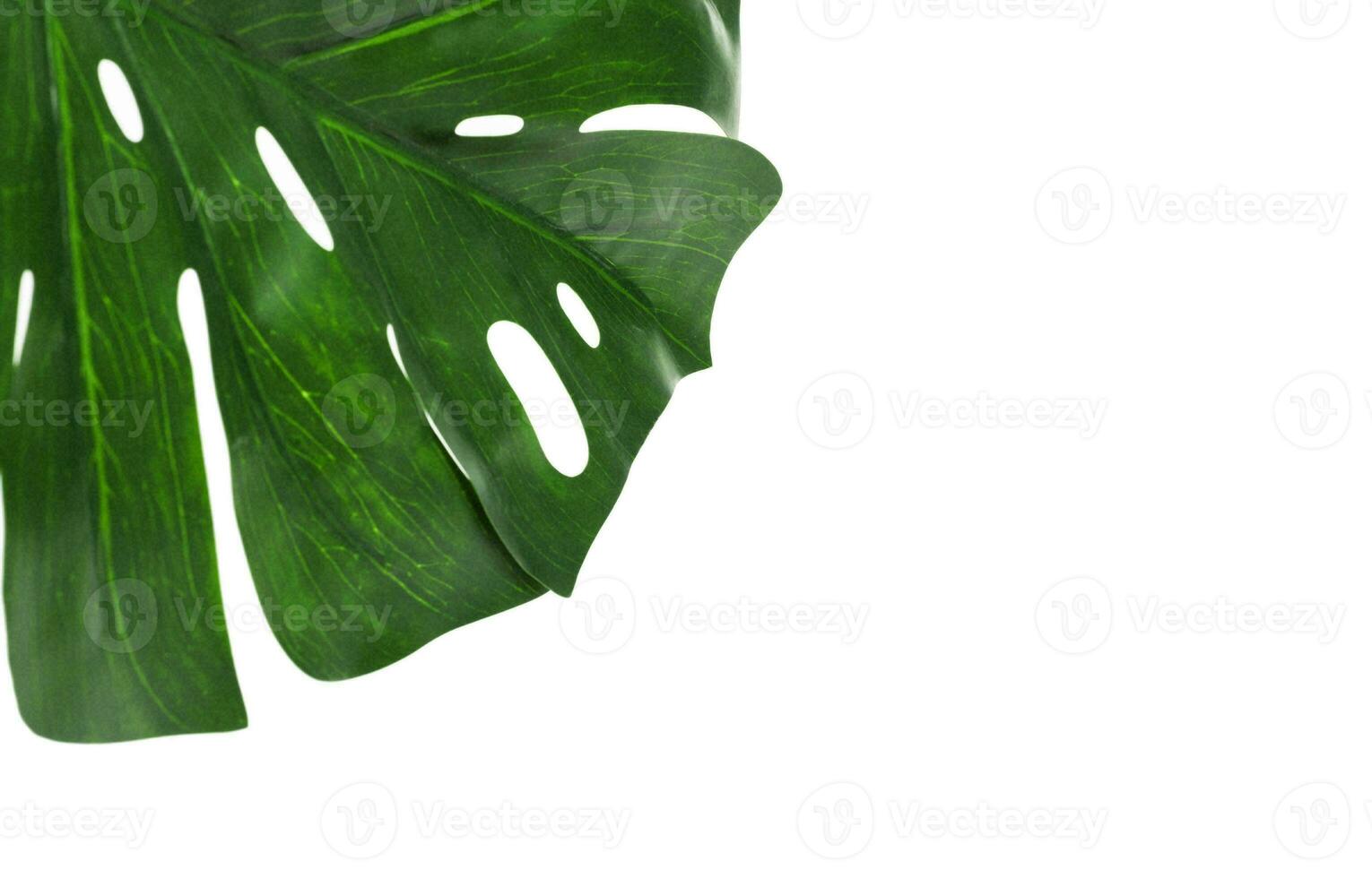 Monstera Leaf, Tropical Botanical Plant in Stylish Decorative Design Isolated on Empty Background photo