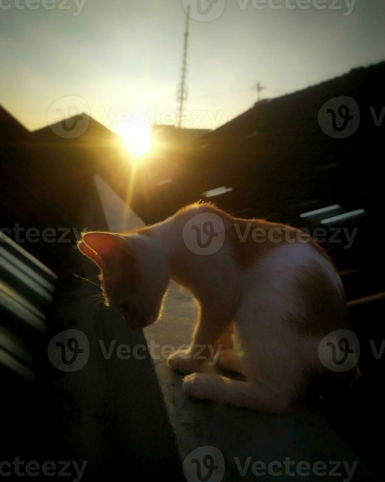 a cat is sitting on a roof with the sun setting behind it photo