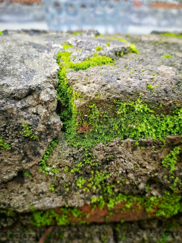 musgo creciente en un ladrillo pared foto