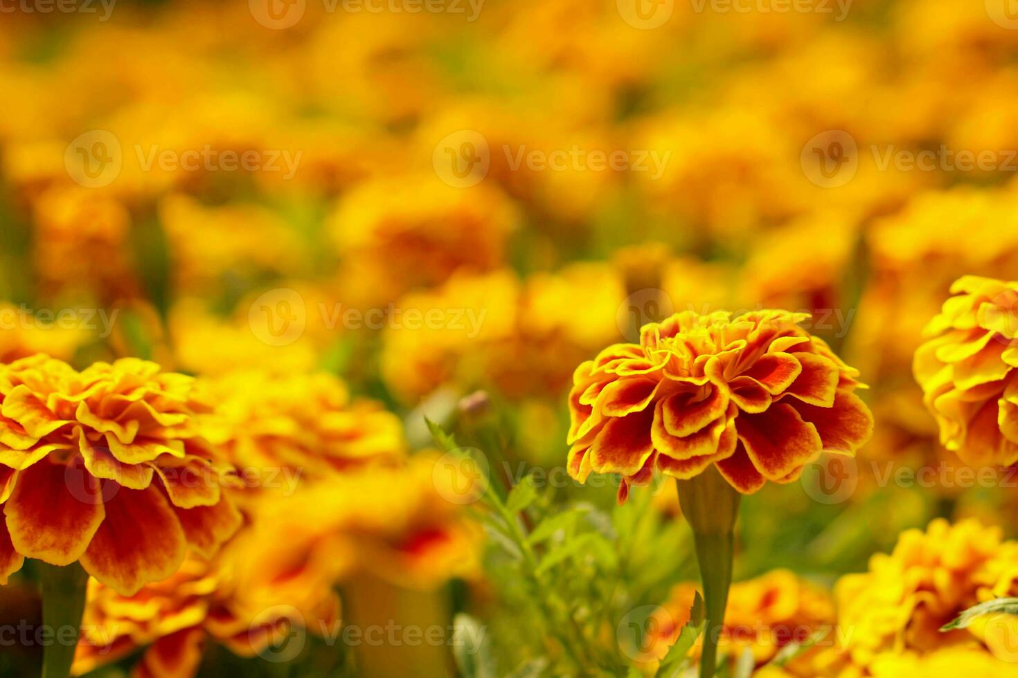 Closeup and crop scene of orange Celosia flower on blurred celosia meadow background. photo