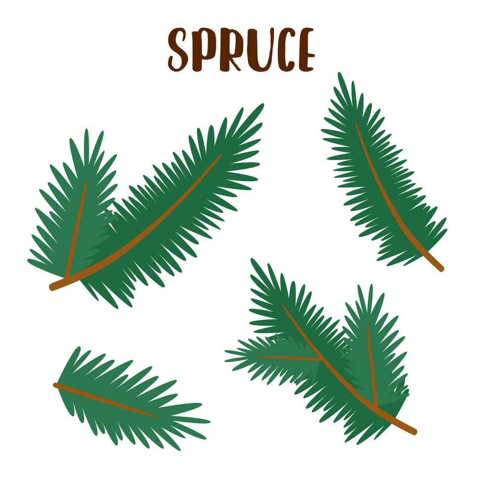 Christmas tree branch vector