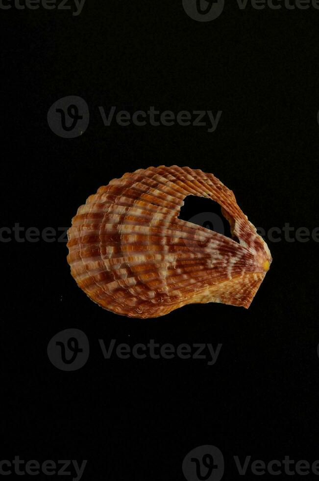 a shell with a hole on a black background photo