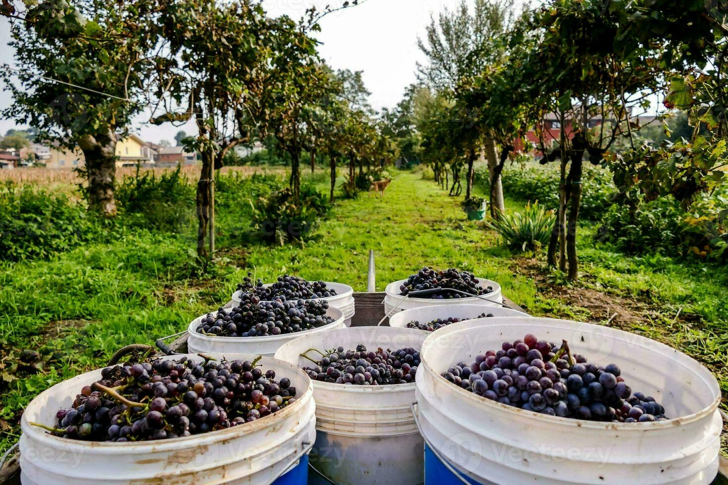 buckets of grapes are being loaded onto a truck photo