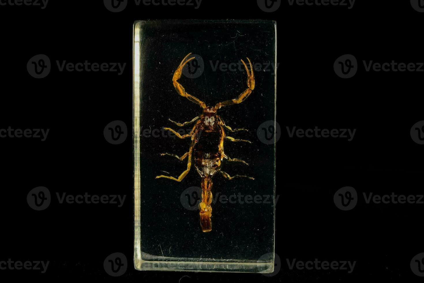 a scorpion is shown in a glass box photo