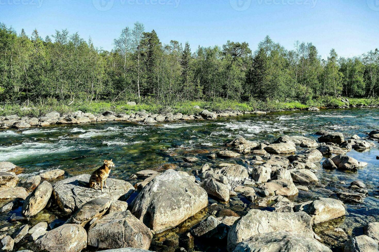 a dog on the rocks in a river photo