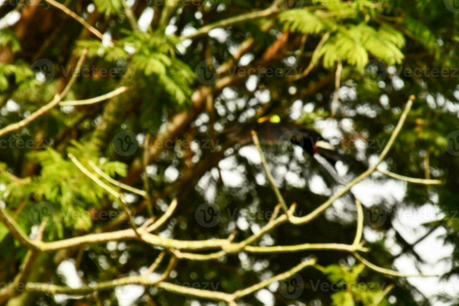 blurry view of tree branches photo