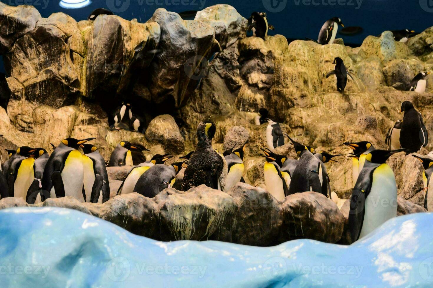 penguins in a zoo exhibit with rocks and ice photo