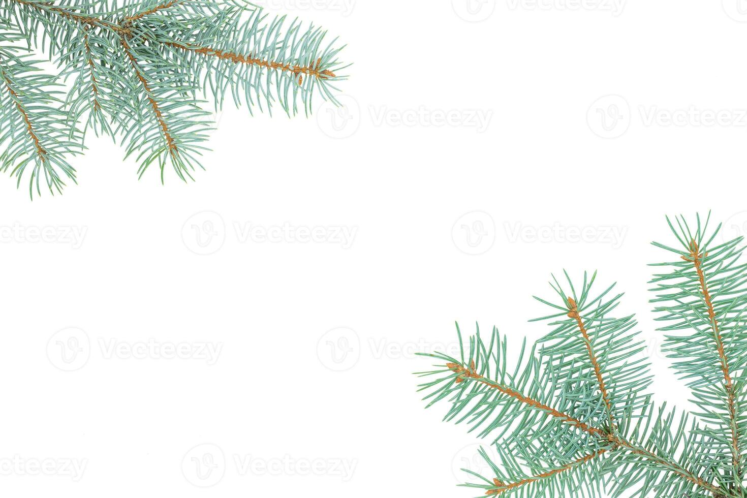 Isolated sprigs of spruce. Brunches of Christmas tree. photo