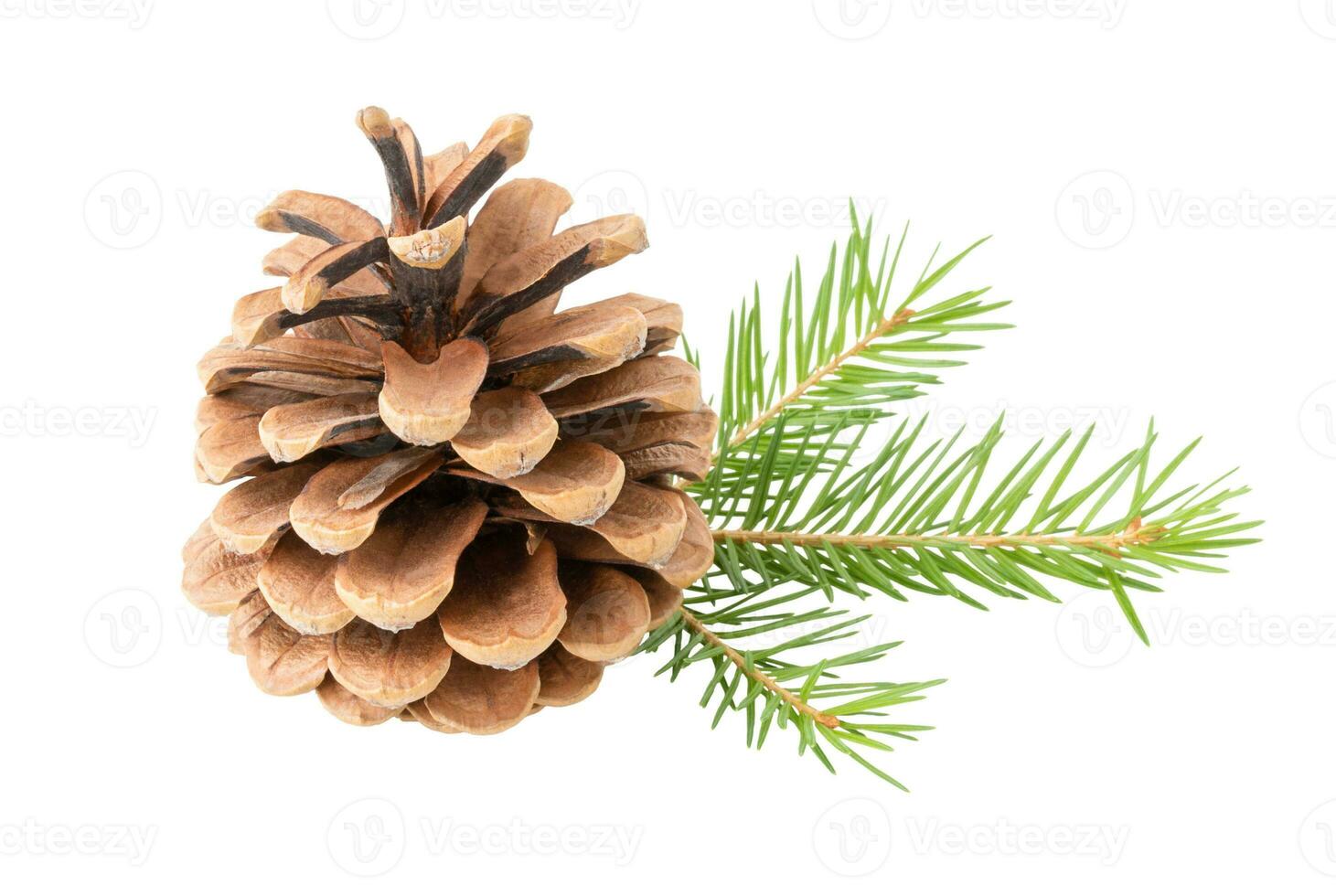Isolated cone with  spruce twig photo