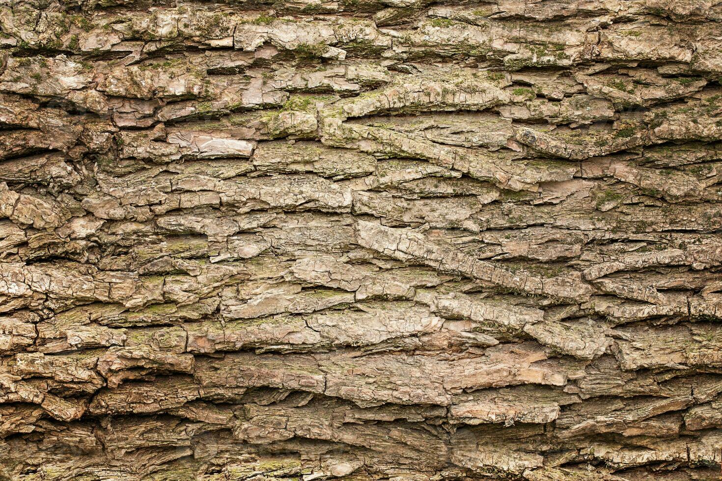 Wooden aged texture background. Tree trunk. photo