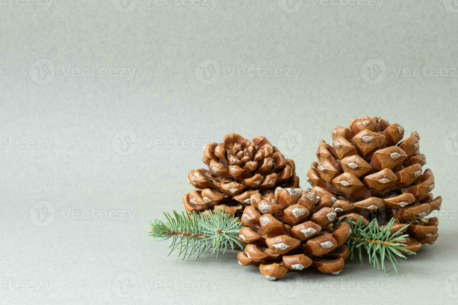 Three cones with spruce sprigs on the gray background photo