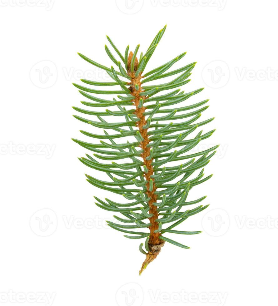 Isolated sprig of spruce. Branch of Christmas tree photo