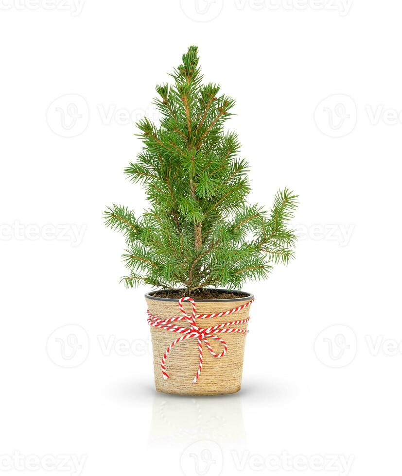 Isolated small potted christmas tree photo