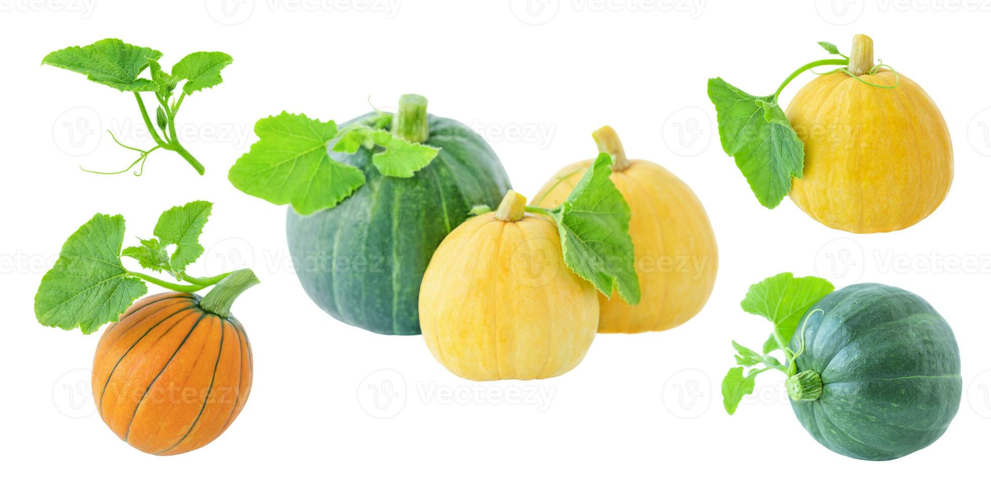 Set of pumpkins photo