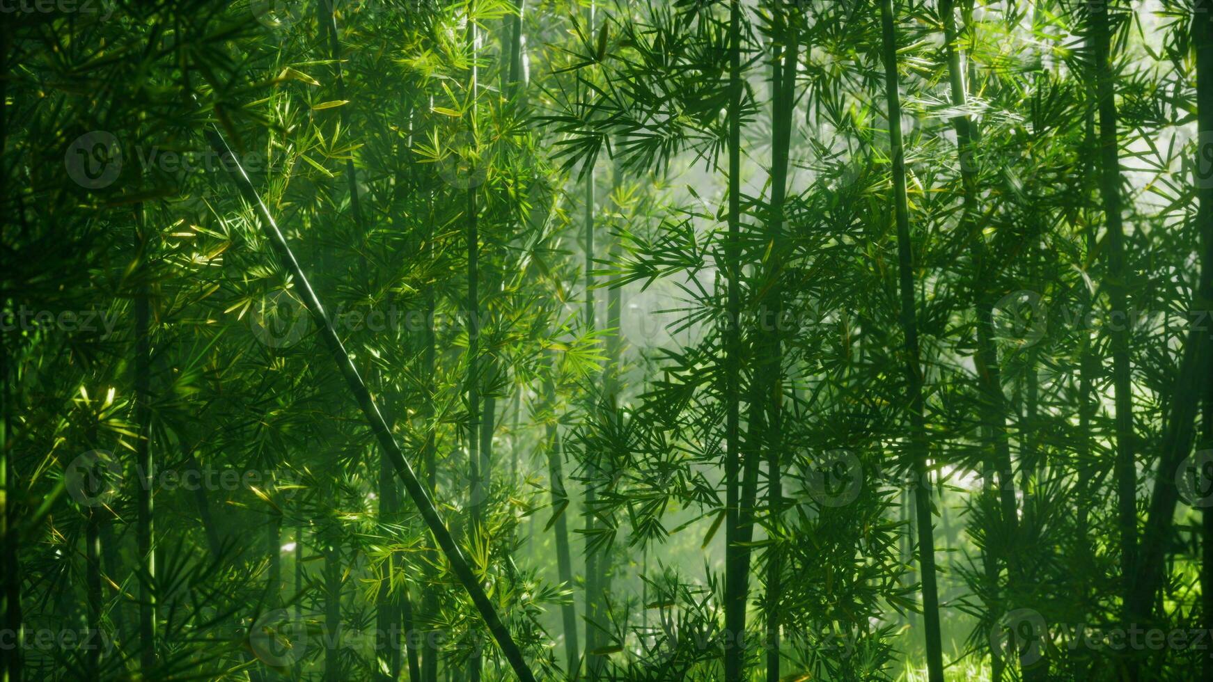 A lush and vibrant bamboo forest in China photo