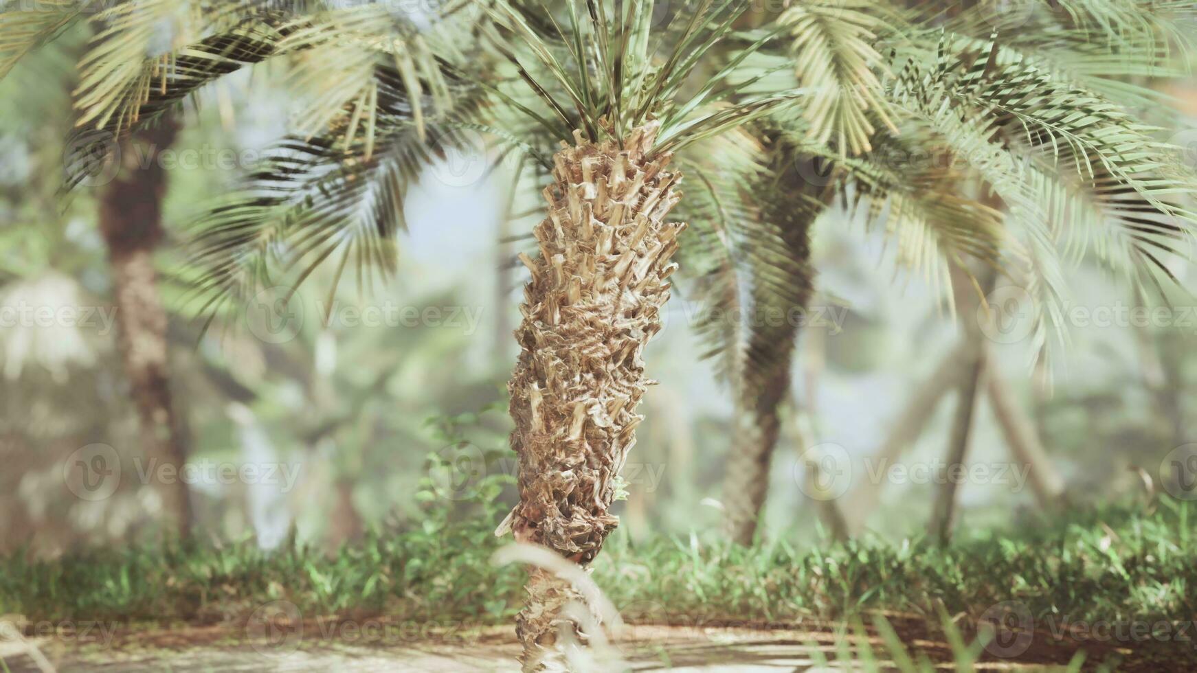 Close up Green Palm Tree Leaves photo