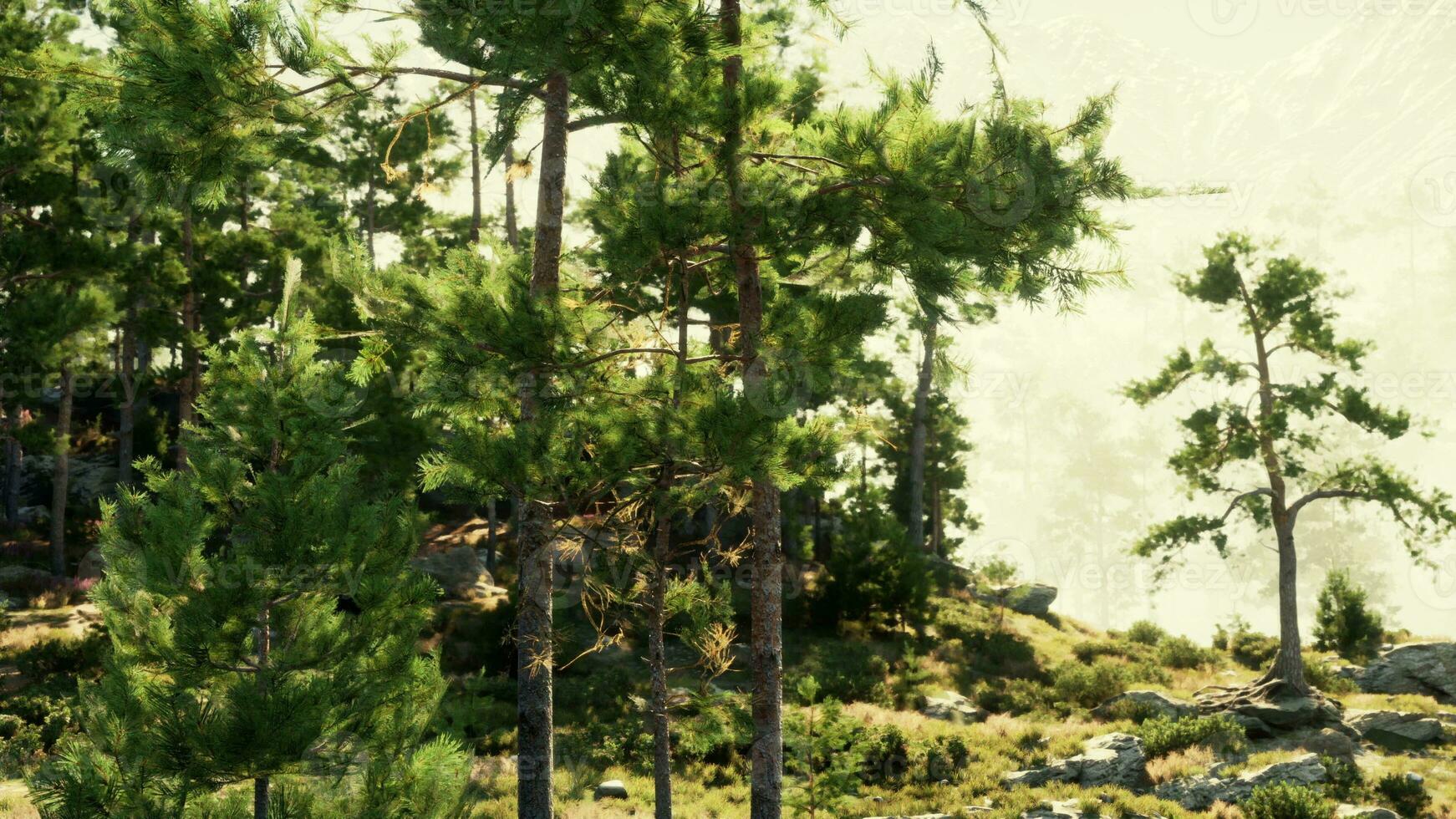 windswept rocky cliffs are home to a coniferous forest photo